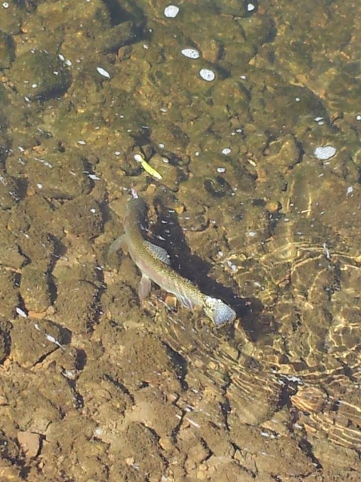 Hooked up on a Rainbow in the Manatawny