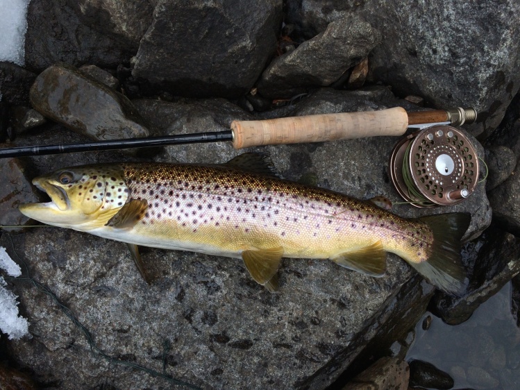 never too cold to hit the local spot. Wild westchester brown, first fish of 2015