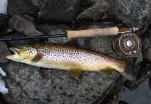 Wes Phillips 's Fly-fishing Image of a Loch Leven trout German – Fly dreamers 