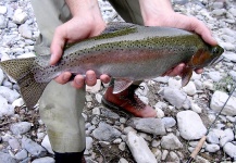  Fotografía de Pesca con Mosca de Trucha arcoiris por Nicola Picconi | Fly dreamers 