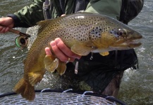 Fly-fishing Image of Brookie shared by Jeremy Anderson – Fly dreamers