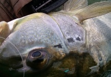 Fly-fishing Pic of Peacock Bass shared by Samuel Villanova – Fly dreamers 