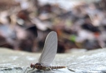  Foto de Entomología y Pesca con Mosca por Nicola Picconi | Fly dreamers