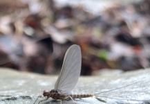 Nicola Picconi 's Fly-fishing Entomology Photo | Fly dreamers 