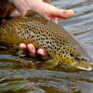 Wild Brown Trout can exceed over 2,000 fish per mile in the Eagle and Roaring Fork River sections.
