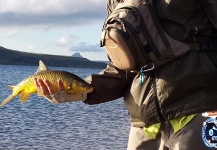  Fotografía de Pesca con Mosca de Yellowfish por Neels Coetzer – Fly dreamers 