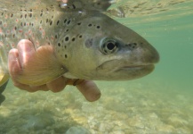 Marko Barišić 's Fly-fishing Catch of a Browns – Fly dreamers 