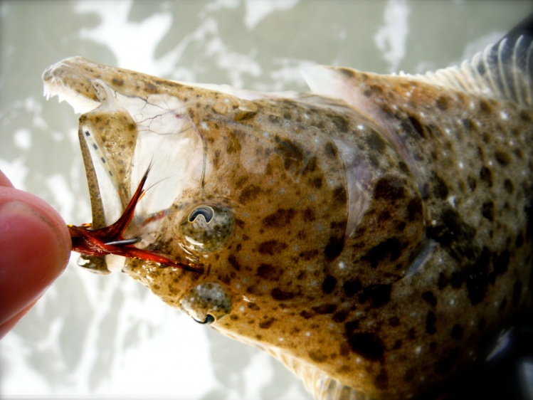 It was a small one... but it's always cool to add a new species to the list. My first California Halibut on a fly.