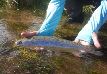 Bernardo Delgado 's Fly-fishing Pic of a Rainbow trout – Fly dreamers 