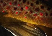  Foto de Pesca con Mosca de Trucha marrón compartida por Ryan Walker – Fly dreamers