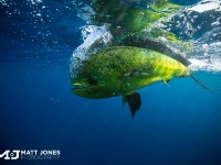 Foto de pesca con mosca