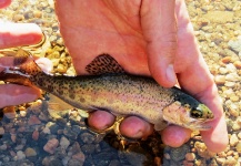 Carlos Margineda 's Fly-fishing Image of a Rainbow trout – Fly dreamers 