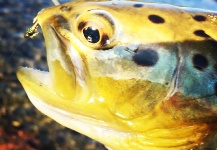 Fly-fishing Image of Brown trout shared by Ryan Walker – Fly dreamers