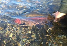 Fly-fishing Photo of Rainbow trout shared by Ryan Walker – Fly dreamers 