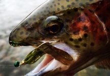 Ryan Walker 's Fly-fishing Image of a Rainbow trout – Fly dreamers 