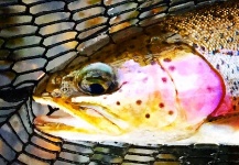 Ryan Walker 's Fly-fishing Picture of a Rainbow trout – Fly dreamers 