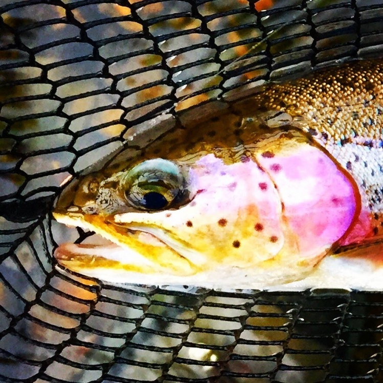 Been working on my close ups and editing. It's been a good winter for the Ozarks tailwaters