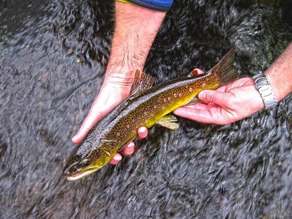 Hybrid trout between marble trout and brown trout - river Reka, Slovenia