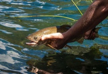 Fly-fishing Image of eastern brook trout shared by Claudio Herrero – Fly dreamers