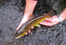 Sloveniafishing / Peter 's Fly-fishing Catch of a Marble Trout – Fly dreamers 