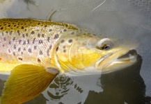  Foto de Pesca con Mosca de Trucha marrón compartida por Andy  Sutherland  – Fly dreamers