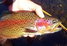 Fly-fishing Picture of Rainbow trout shared by Ryan Walker – Fly dreamers