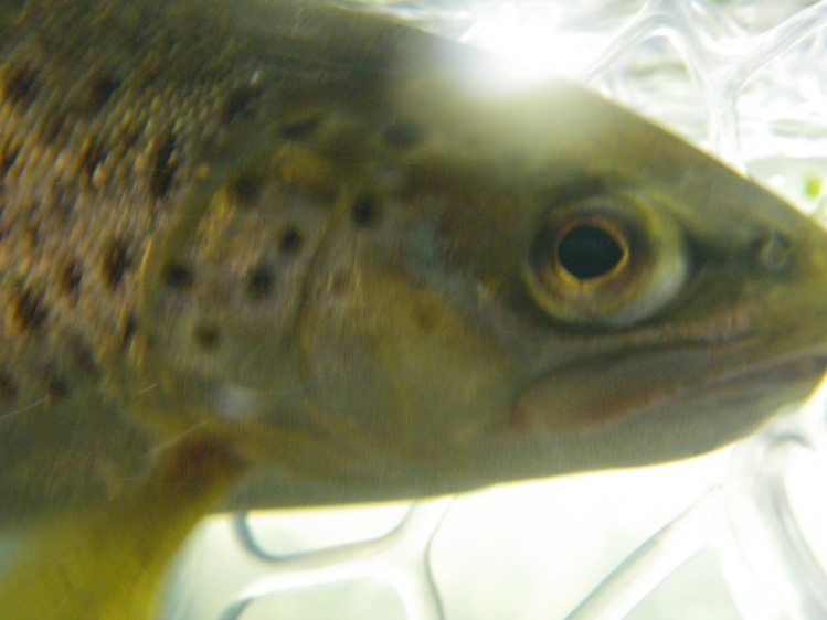 Lower Mountain Fork River brown trout