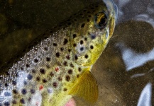 Carlos Gerometo 's Fly-fishing Photo of a Brown trout – Fly dreamers 