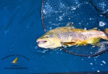 Carlos Trisciuzzi 's Fly-fishing Image of a Brown trout – Fly dreamers 