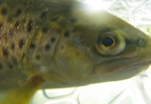 Eric Jackson 's Fly-fishing Picture of a Brown trout – Fly dreamers 