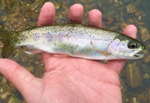 Fly-fishing Image of Rainbow trout shared by Ryan Walker – Fly dreamers