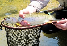 Fly-fishing Picture of Rainbow trout shared by Juan Cragnolini – Fly dreamers