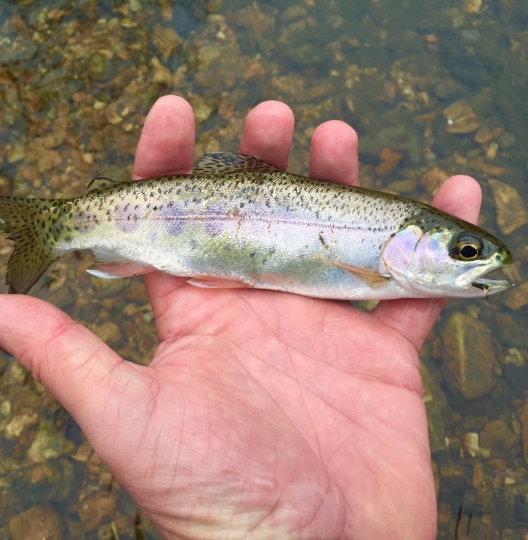 Not a huge fish, but an important one. To my knowledge, genetically pure McCloud River rainbow. Here in the Ozarks. Legend has it they were put here after a Railroad mishap in the late 1800's. MDC maintains no stocking since.. 