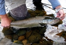 Flavio Domenicucci 's Fly-fishing Image of a Loch Leven trout German – Fly dreamers 