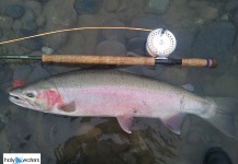 Peter Kaal 's Fly-fishing Picture of a Steelhead – Fly dreamers 