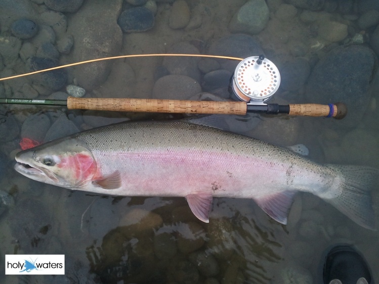 Skeena River Steelhead!
www.holywaters.ca