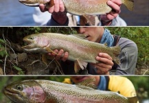Fly-fishing Photo of Rainbow trout shared by Jason Wittwer – Fly dreamers 