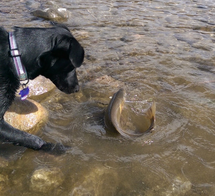 Breaks in the weather are perfect for finding large cutthroat and playing with the fishing buddy...