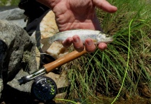 Carlos Margineda 's Fly-fishing Catch of a Rainbow trout – Fly dreamers 