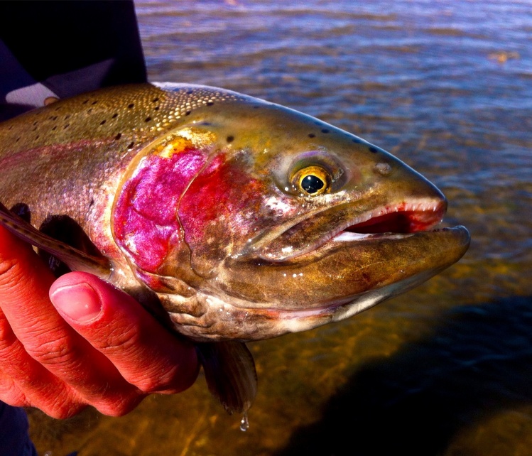 A face only a Fly Fisherman could love...