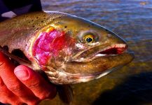 Fly-fishing Picture of Rainbow trout shared by Luke Metherell – Fly dreamers