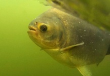  Foto de Pesca con Mosca de Pacú compartida por Carlos Margineda – Fly dreamers