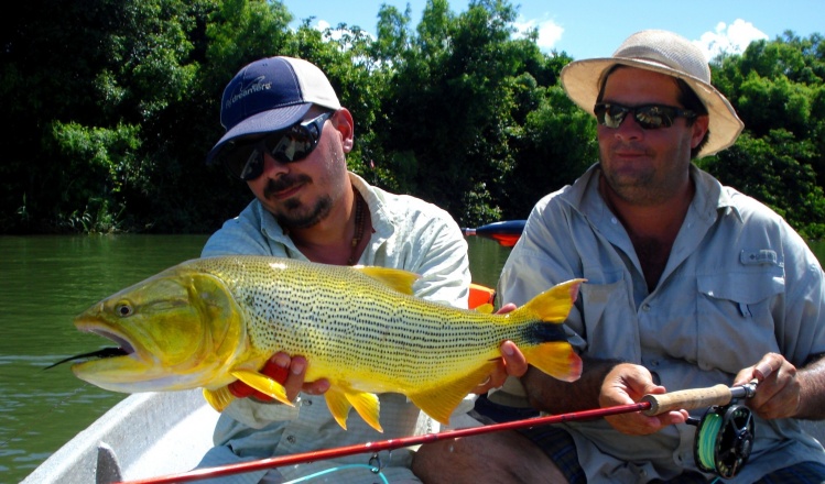 Fly fishing for Golden Dorado