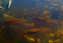 Carlos Margineda 's Fly-fishing Image of a Mojarra – Fly dreamers 