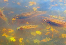 Fly-fishing Entomology Picture shared by Carlos Margineda – Fly dreamers