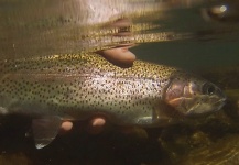 Ryan Walker 's Fly-fishing Picture of a Rainbow trout – Fly dreamers 
