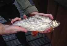  Fotografía de Pesca con Mosca de Roach por Gerben Heijdt – Fly dreamers 