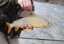 Fly-fishing Photo of Grayling shared by Gasper Konkolic – Fly dreamers 