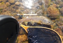 Fly-fishing Pic of Brown trout shared by Cristian Luchetti – Fly dreamers 