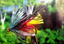 Lawrence Finney 's Fly for Brown trout - Pic – Fly dreamers 